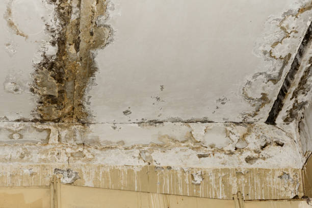 Best Mold Remediation for Healthcare Facilities  in Campbellsville, KY